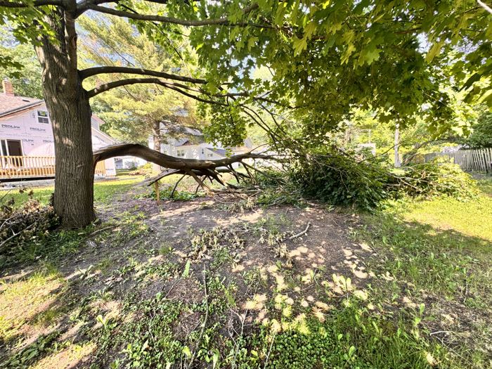 Close view of the broken limb lying beside the tree