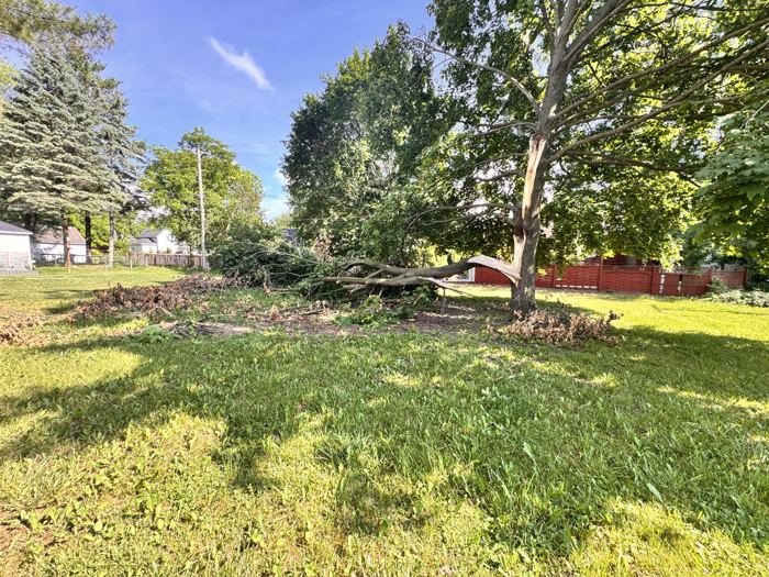 Maple tree with a large storm-broken limb on the ground
